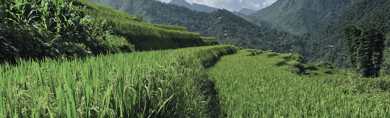 Vayal Naadu landscape